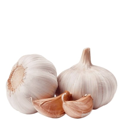 سیر