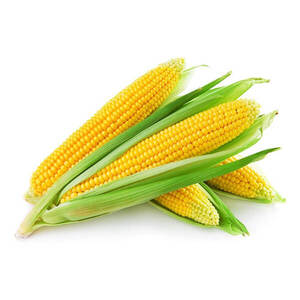 ذرت